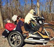 挎斗摩托车里的狗,挎斗中的狗狗风采